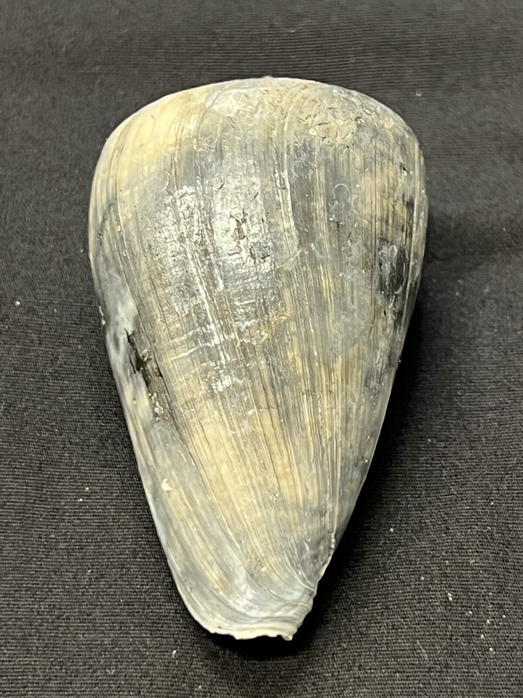 RARE Fossilized CONE Shell From Central Florida - Pliocene Era.