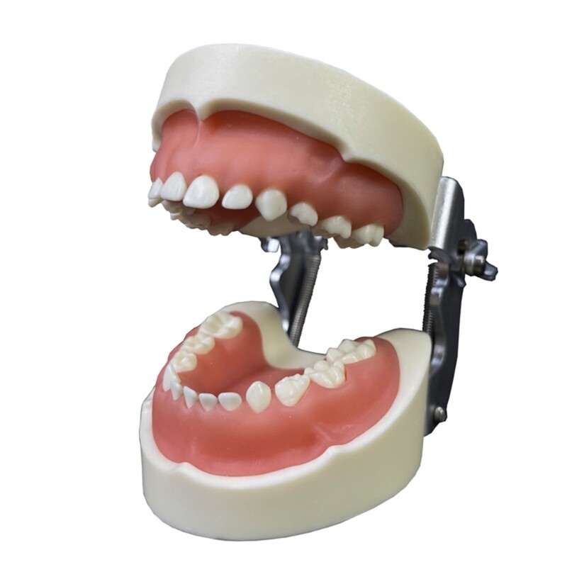 Typodonts Demonstration Denture Model Teeth Model for Kids Dental Teaching