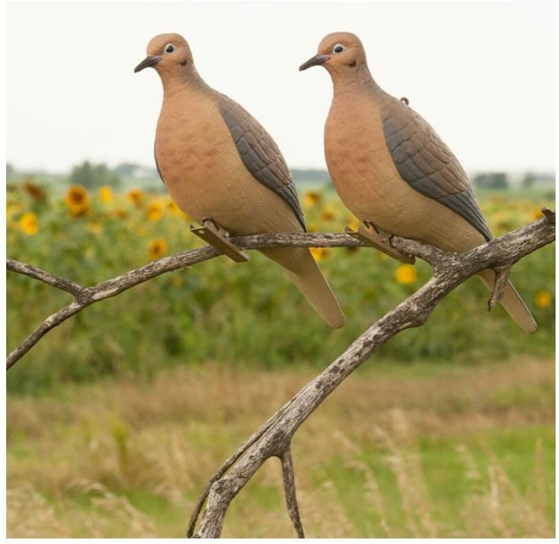 Avery Mourning Doves 6 Pack