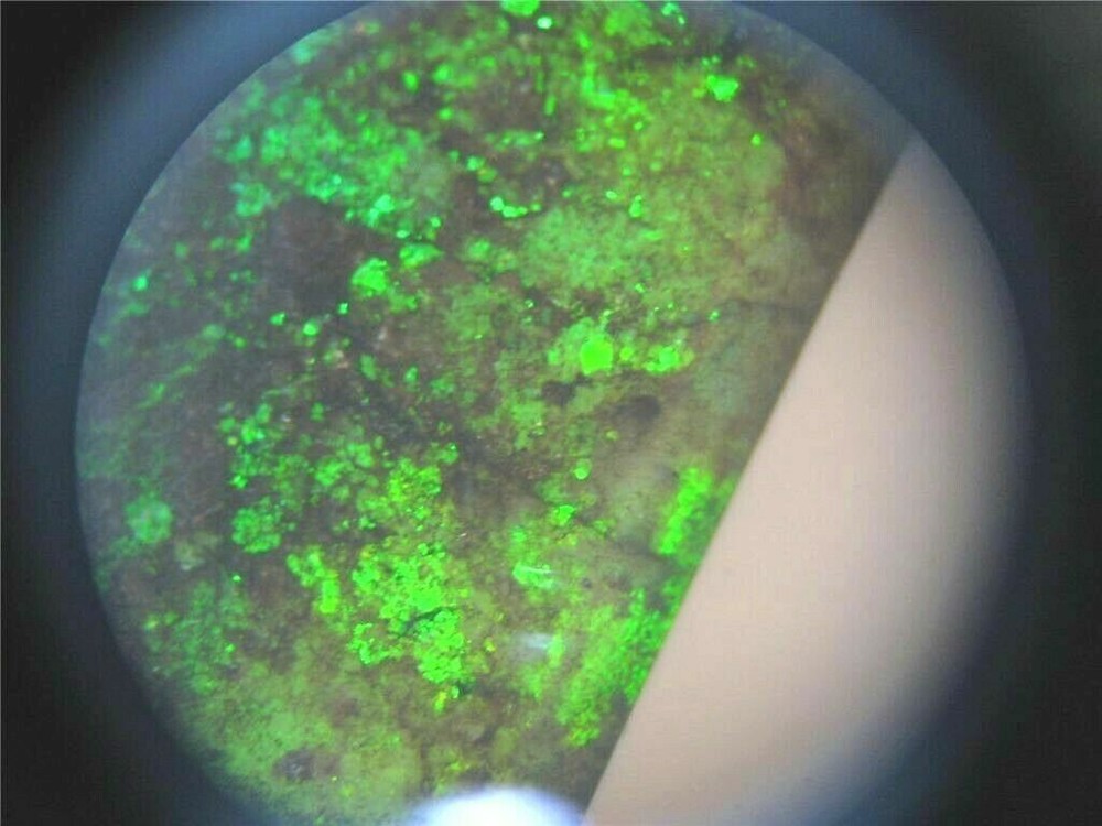 Quality Wide View Field 40X Stereo Microscope - New