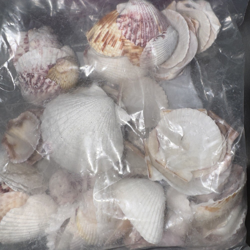 Large Sea Shells Huge Lot Various Sizes And Shells From South Florida