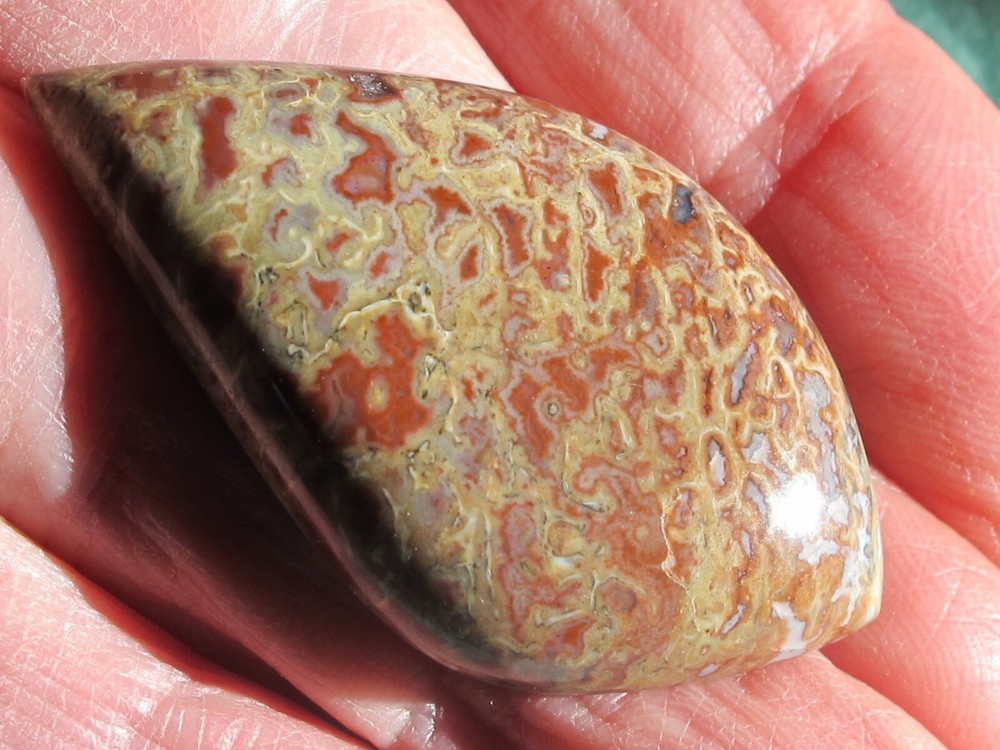 Dinosaur Bone * Large Unique Cabochon - 60 cts.