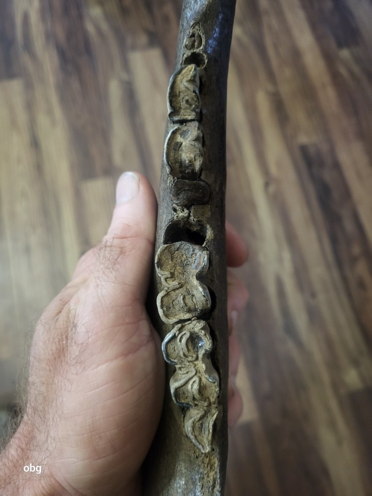 Historic Bison lower jaw bone buffalo