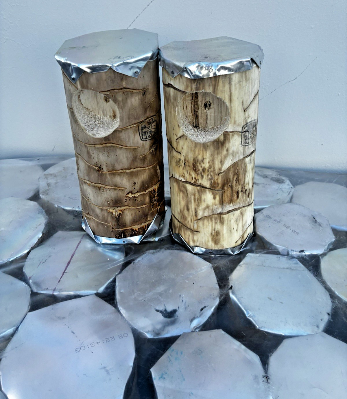 Parakeet Natural log nest - Quiote log - Lot of 2