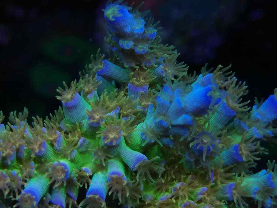 REEF PRO COMPLETE AB 2 GAL SET Calcium Alkalinity