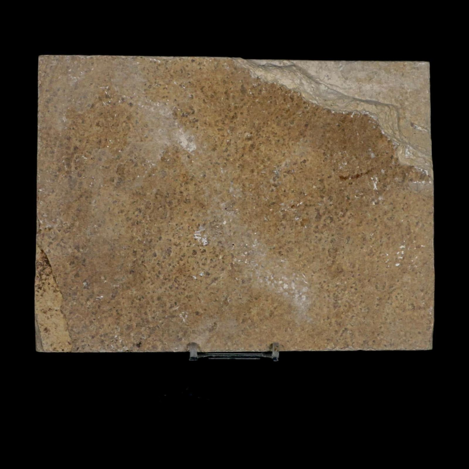 XL 4.7" Knightia Eocaena Fossil Fish Green River FM WY Eocene Age COA & Stand