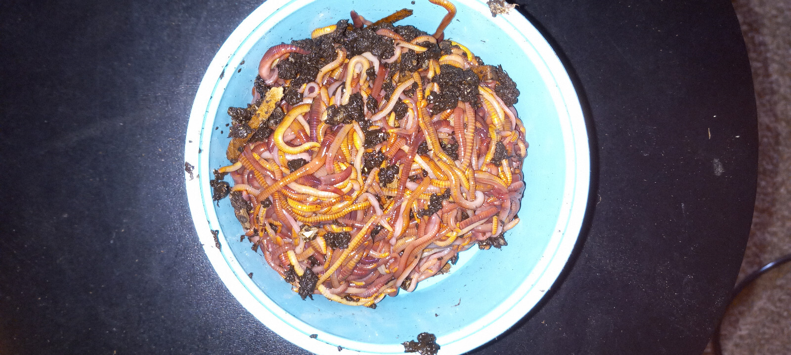 (Terry’s) Red Wiggler Composting Worms, - Manure FREE! We are the Source!