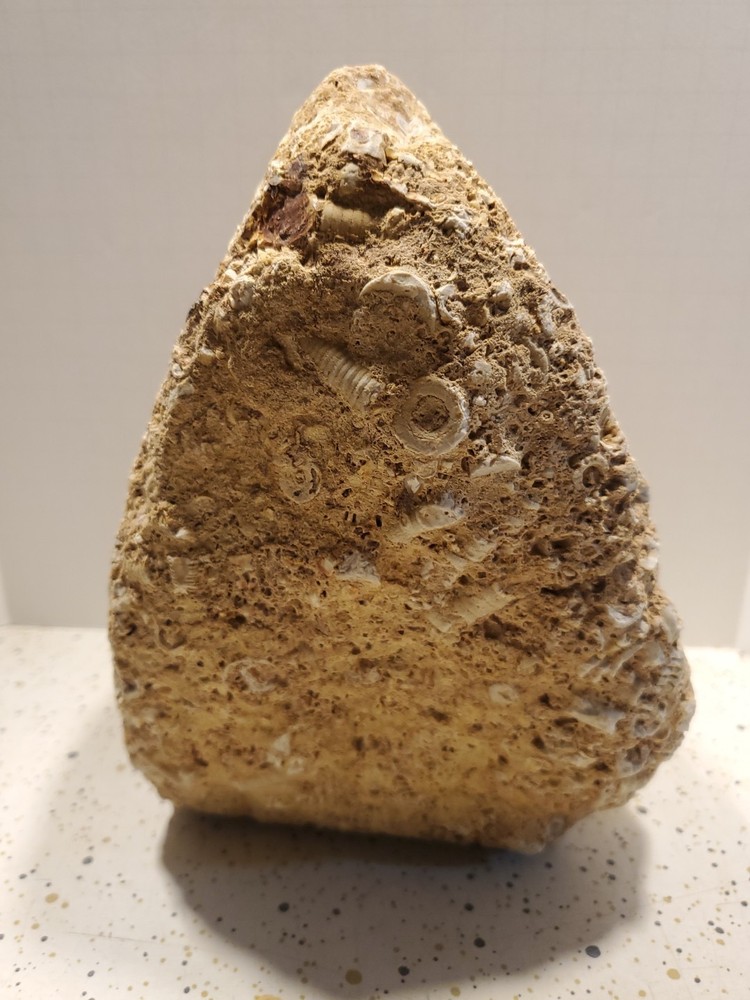 About 11 pound 14 oz Triangular Densely Packed Fossilized Shells Rock thatStands