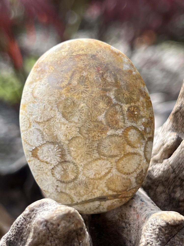 Fossilised Coral Crystal Palmstone AAA+ 213
