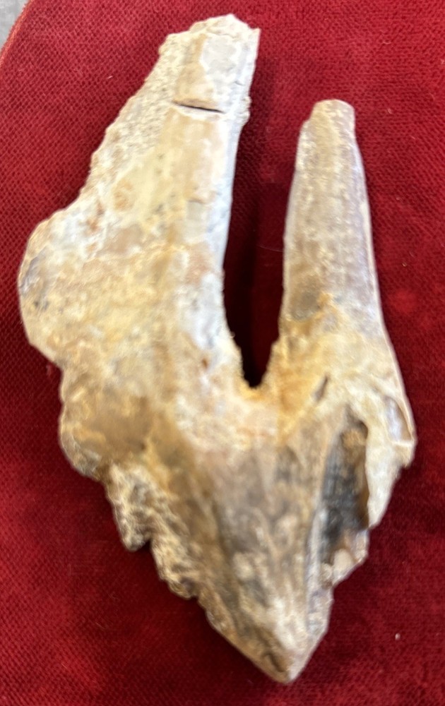 3” Basilosaurus Tooth 40-34 Mil Yrs Old Late Eocene