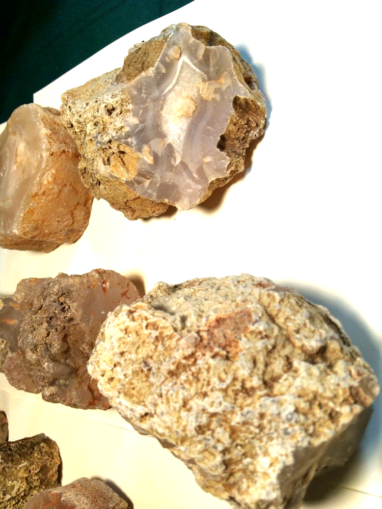 Petrified Wood Limb Casts- Over 10-1/2 lbs.