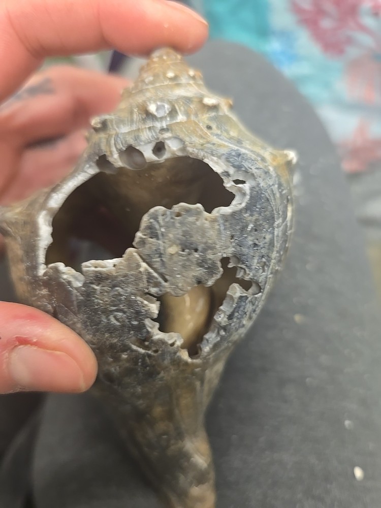 Natural Shell 6.5 Inches Long. Helmut Conch