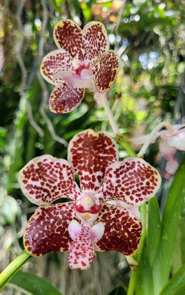 Vanda lombokensis