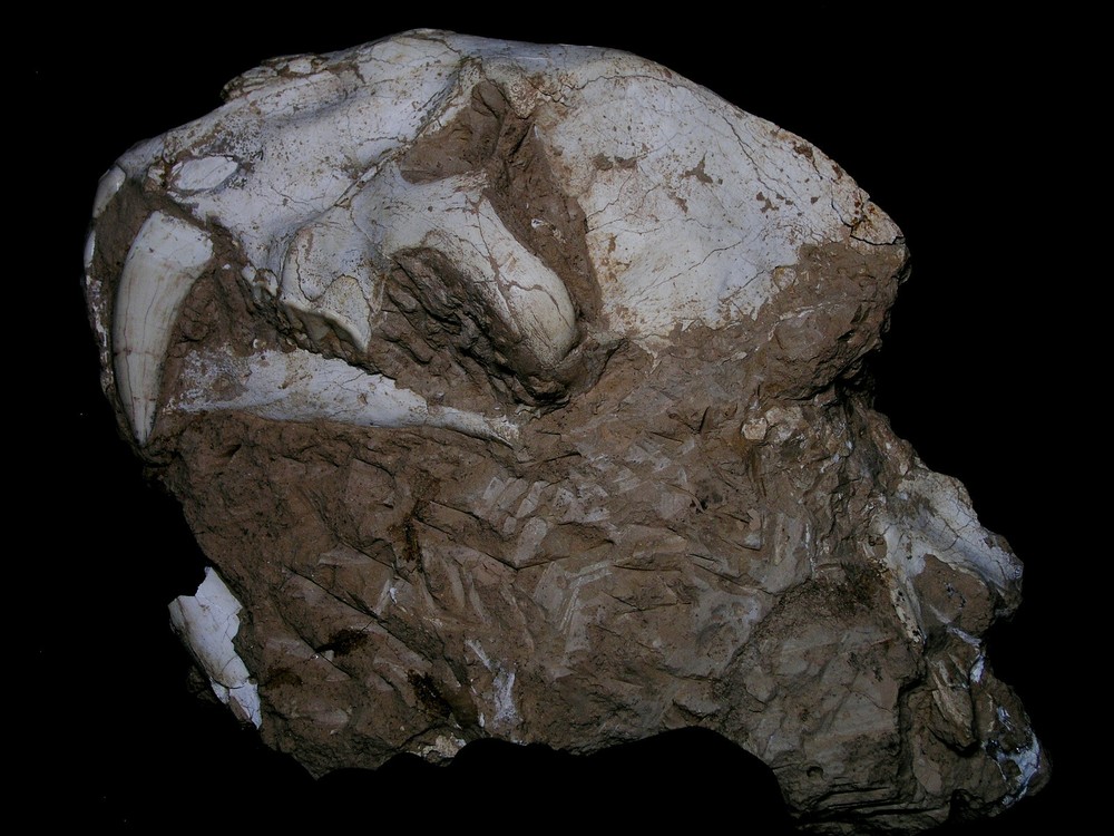Original  Saber-Toothed  skull  with bones