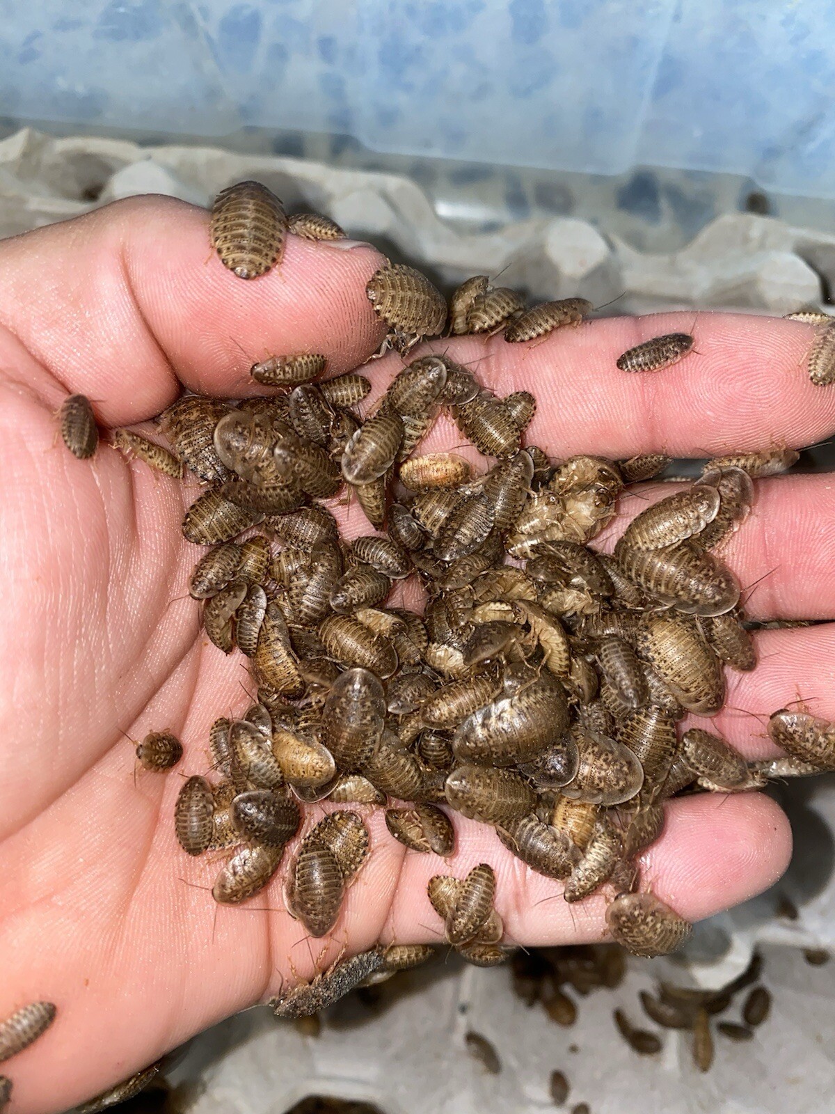 Dubia Roaches - Small, Medium, Large Males - Live Arrival Guaranteed FREE SHIPPI