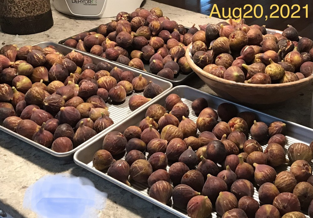 Organic Fig Tree 5 Cuttings ---Hardy Chicago