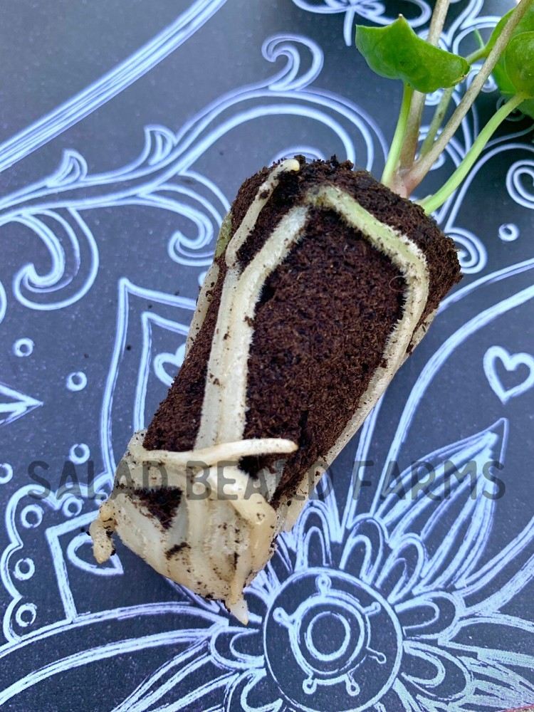 Anthurium clarinervium starter plant