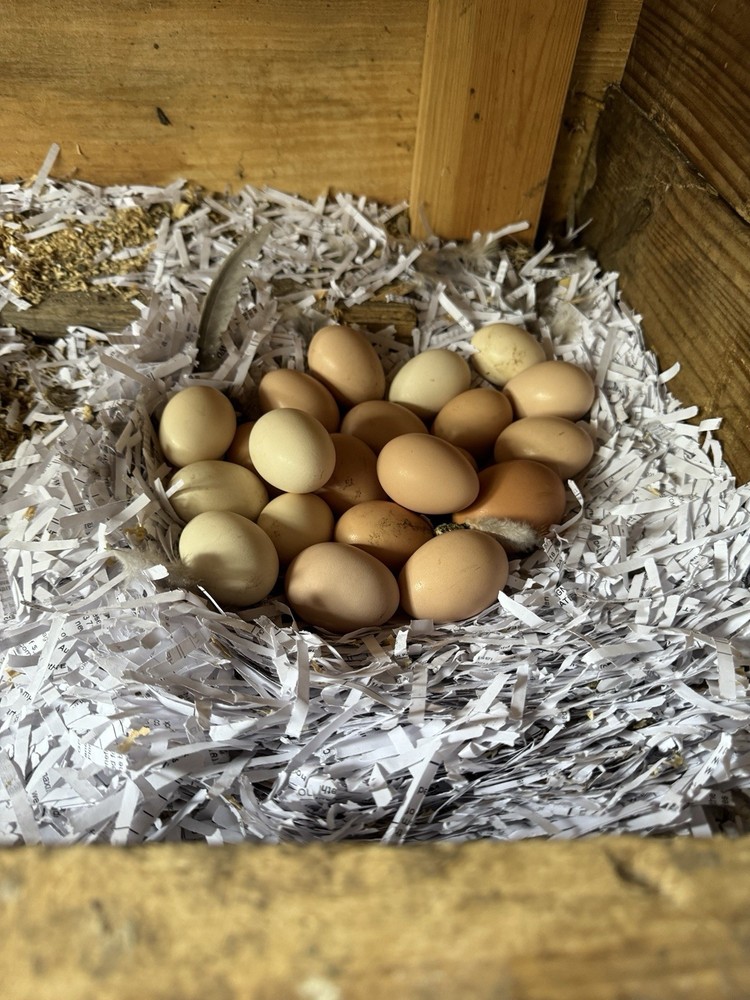 10+ Count Barnyard Mix Fertile Chicken Eggs