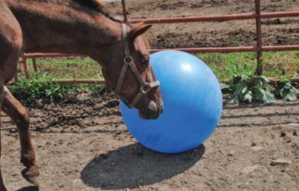 Horsemen's Pride Jolly Mega Ball Equine Heavy-Duty Anti-Burst Pump Plug 30 inch