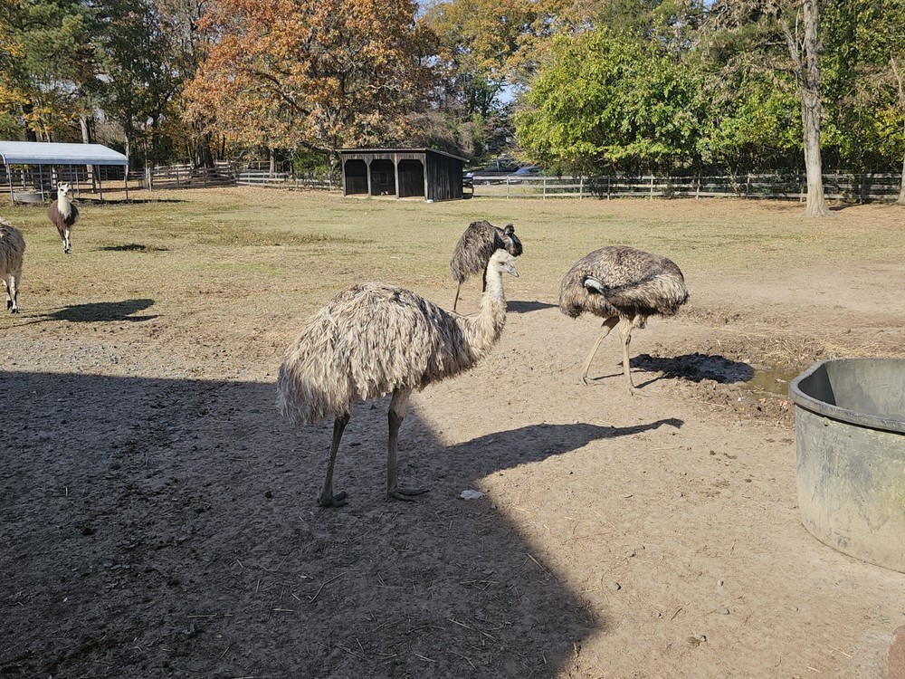 1 (one) Emu Hatching Egg White Blonde Normals READY TO SHIP
