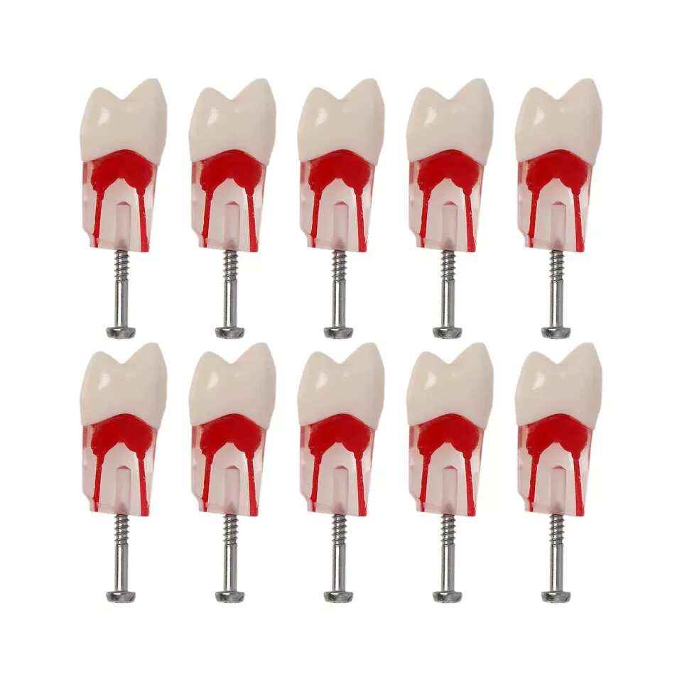 Dental Endo Root Canal Teeth Model Study #14 #46 Practice Typodont Model