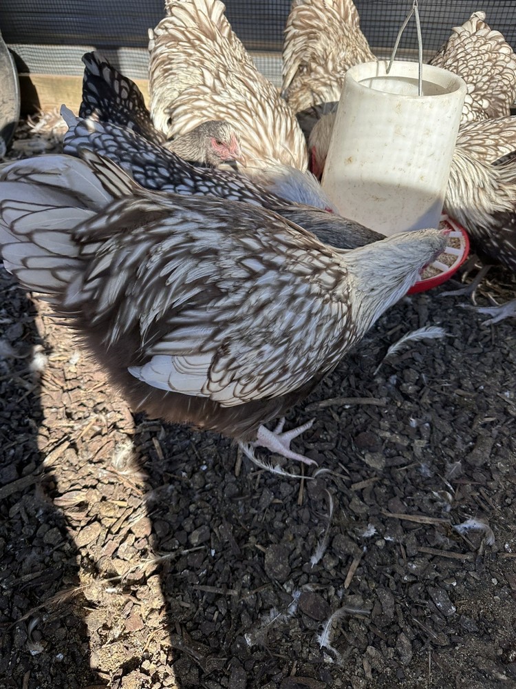 Rare Chocolate Silver Laced English Orpingtons Hatching Eggs 8 Pack.