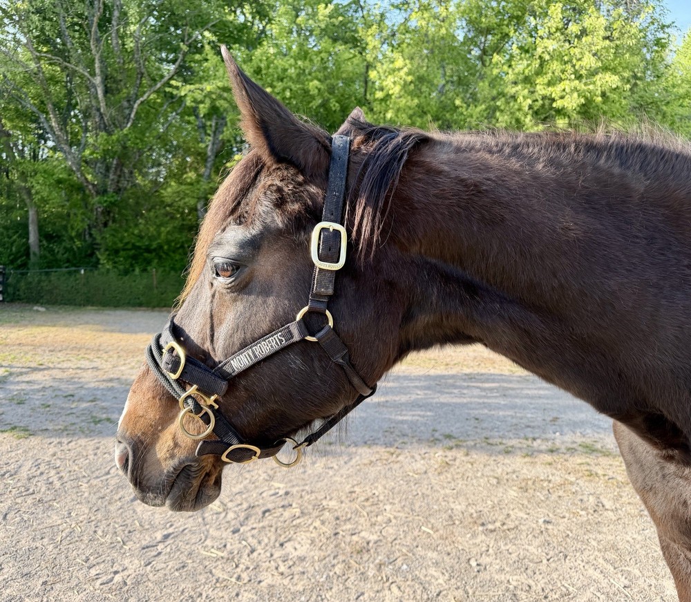 MONTY ROBERTS BLACK MEDIUM DUALLY TRAINING HALTER