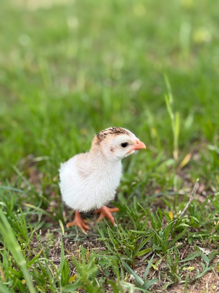 12+ Absorted Guinea Fowl Hatching Egg