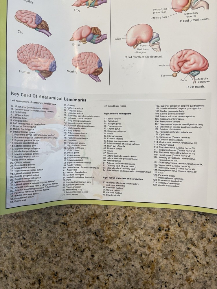 Human Brain Anatomy Model 4-Part Color-Coded w/ Stand & Chart – Educational
