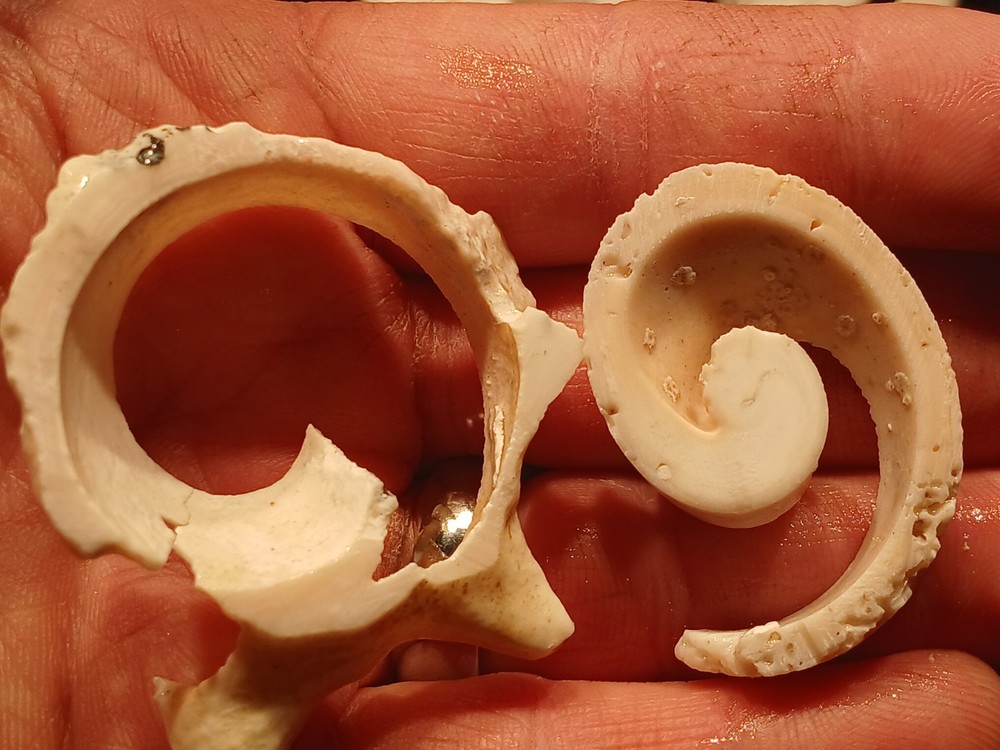 Shell Spiral Slices Lot
