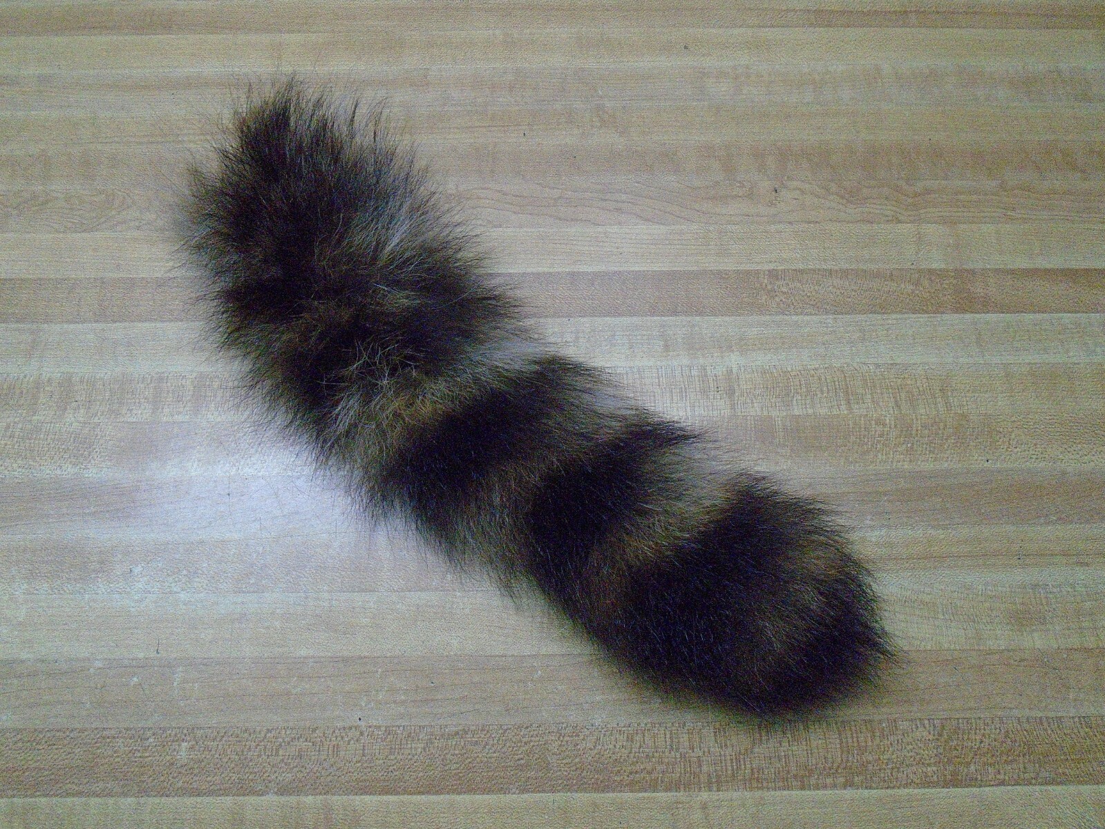 Extra Large Tanned Raccoon Tail #2 Quality