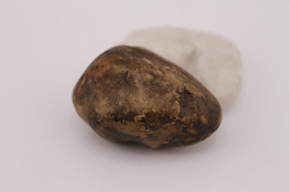 Real Permineralized Reptile Egg Fossil