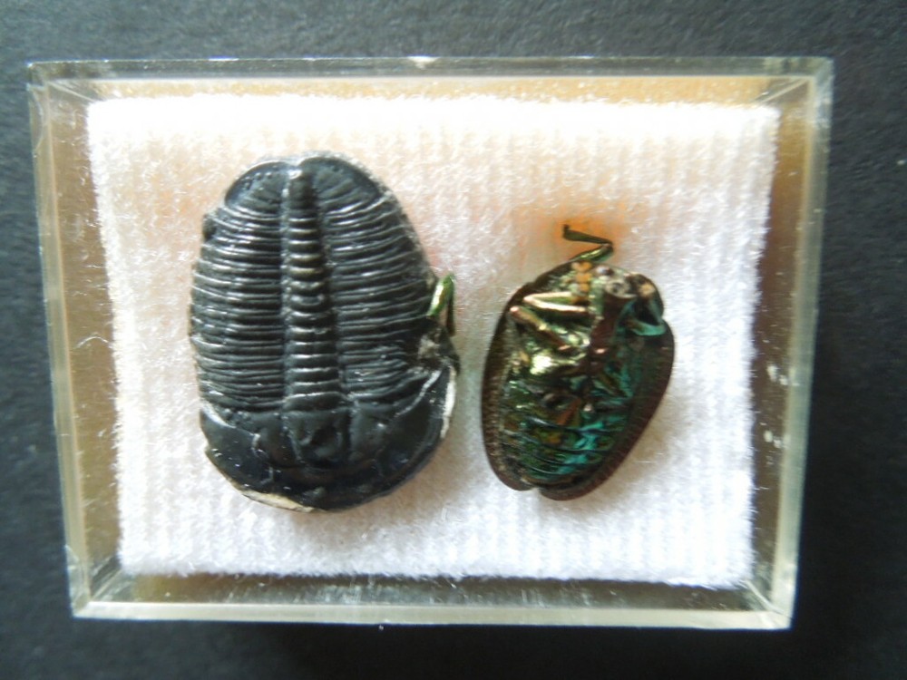 J2051  Trilobite  Utah