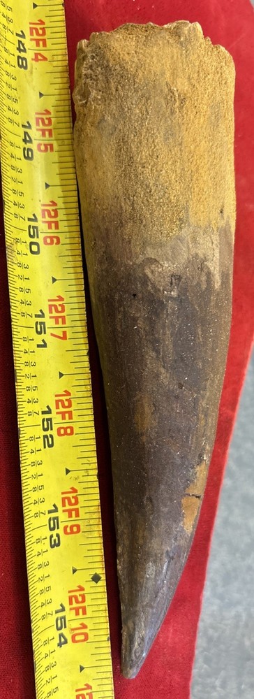 Authentic 6.75” Spinosaurus Tooth Fossil