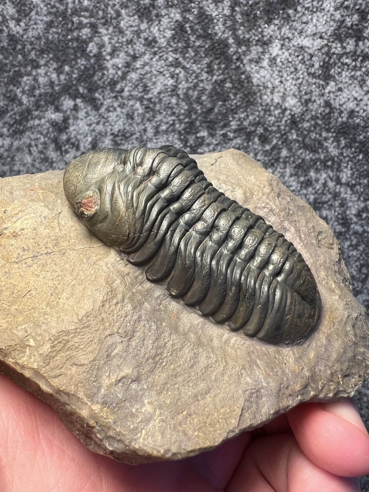 Reedops Trilobite Fossil – Detailed Collector Specimen