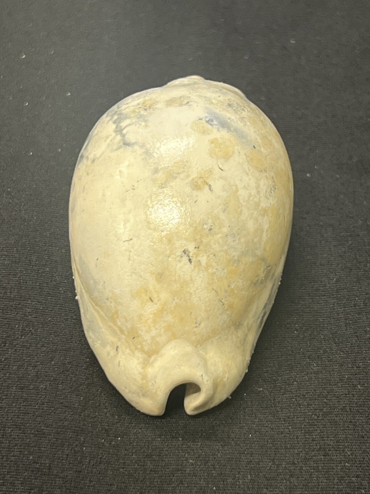 EXTINCT Fossilized COWRIE Shell From Central Florida - Pliocene Era.
