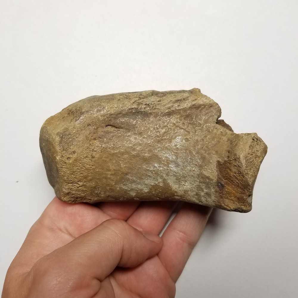 Fossil Giant Camel Calcaneous Bone Camelops mastodon sloth