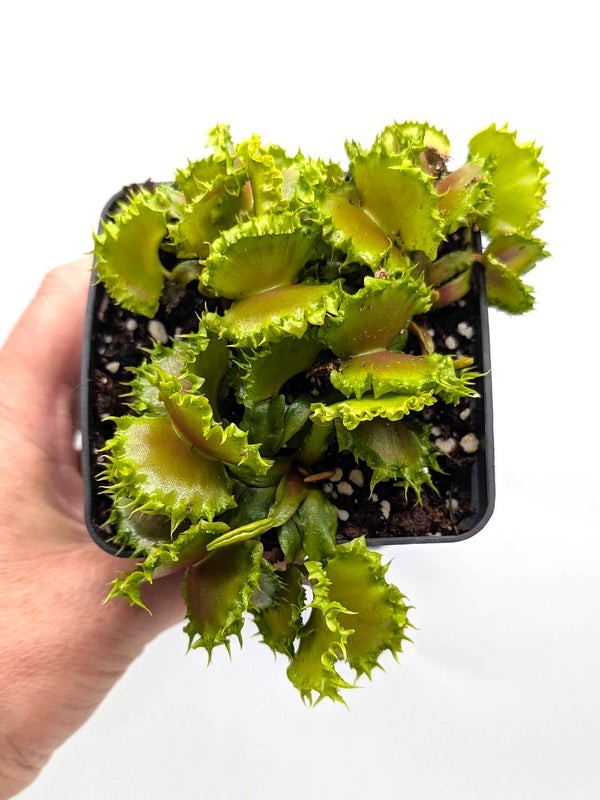 Venus Flytrap 'Chinese Dumpling' plug  (Dionaea Muscipula) - Carnivorous Plant