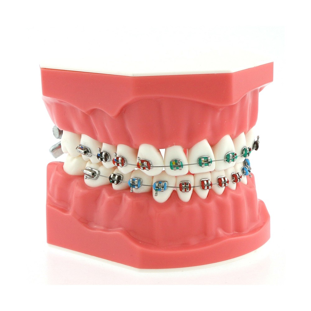 US Dental Teach Typodont Demonstration Teeth Model For Patient Study Brushing