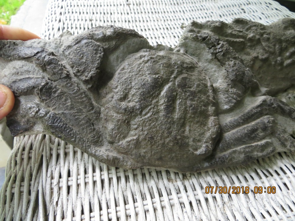 Great Small Fossil Crab Concretion (Avitelmessus grapsoideus)