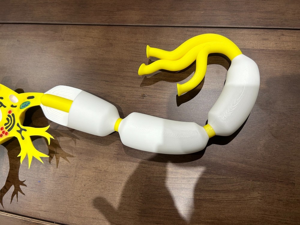 Neuron Anatomy 3D Printed