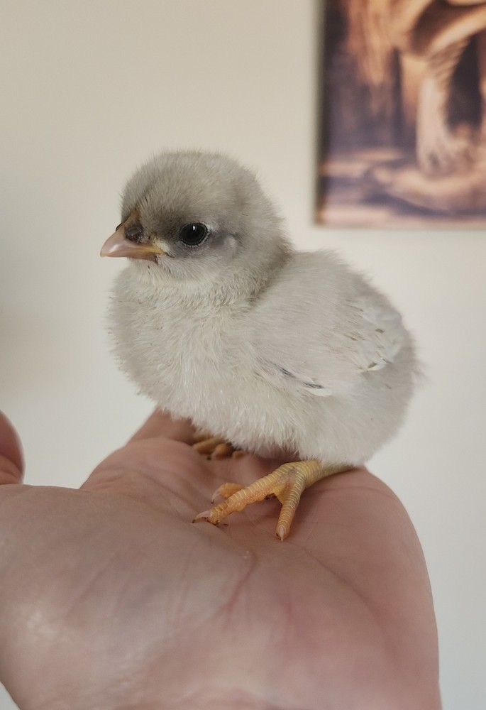 6+2 Extra Homozygous Silverudd Blue Hatching Eggs