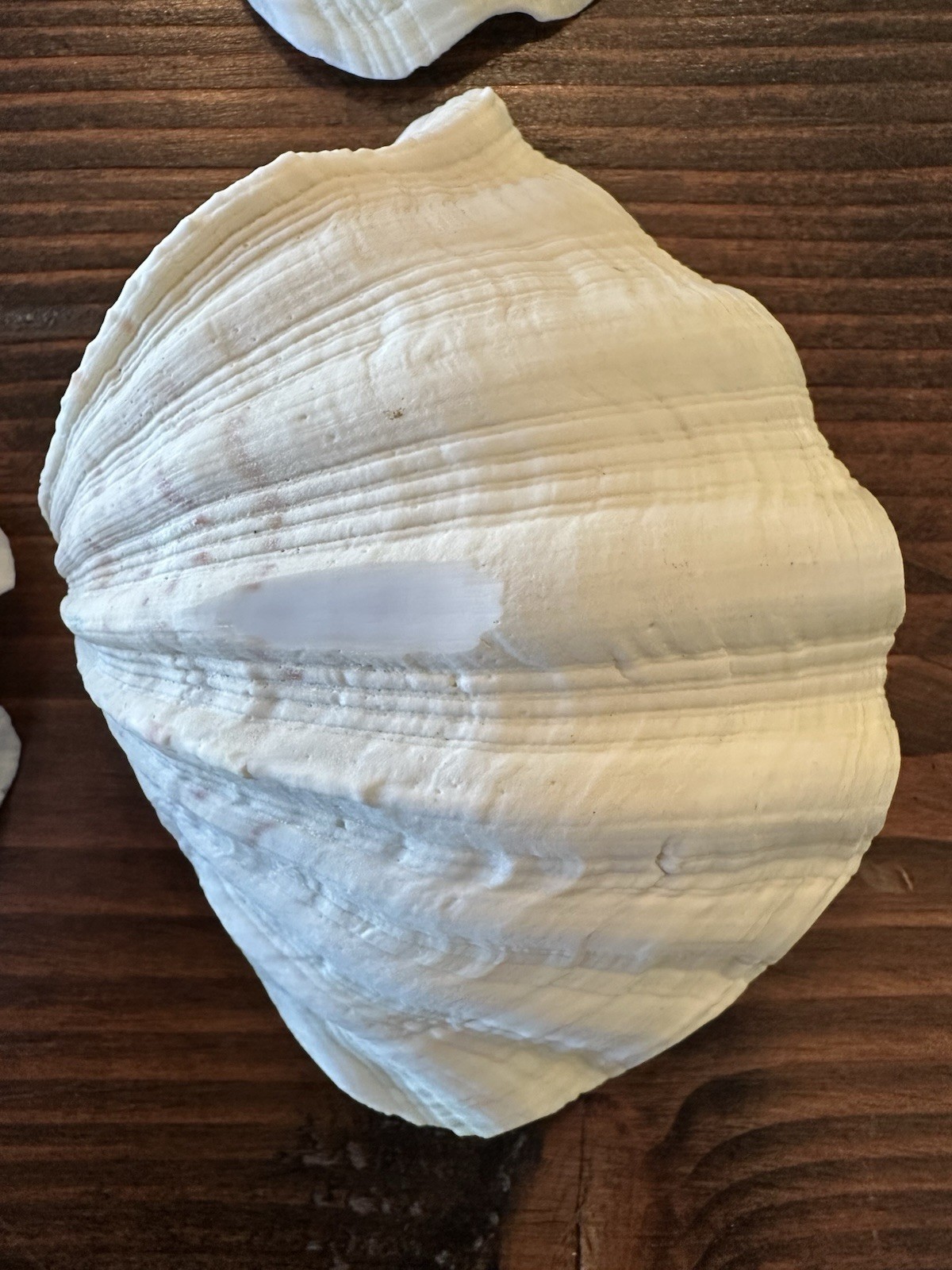 Set Of 6 TRIDACNA GIGAS(?) Clam Sea Shells Half 6” x 4” BEAR PAW Nautical Ocean