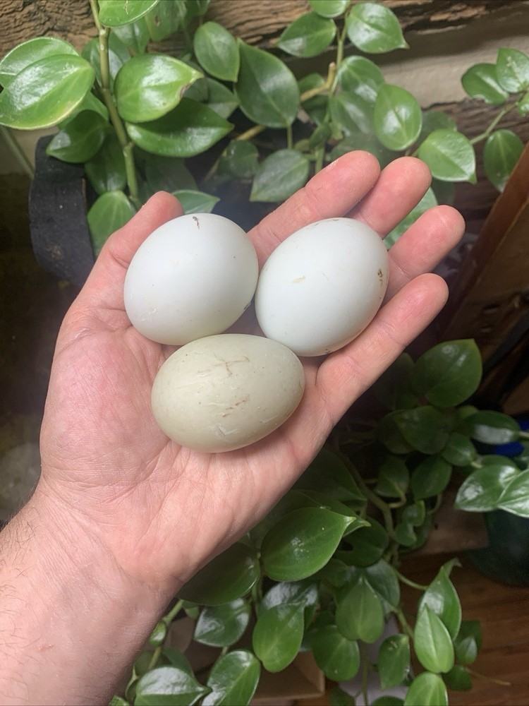 12 Indian Runner Duck Hatching Eggs (1 Doz)