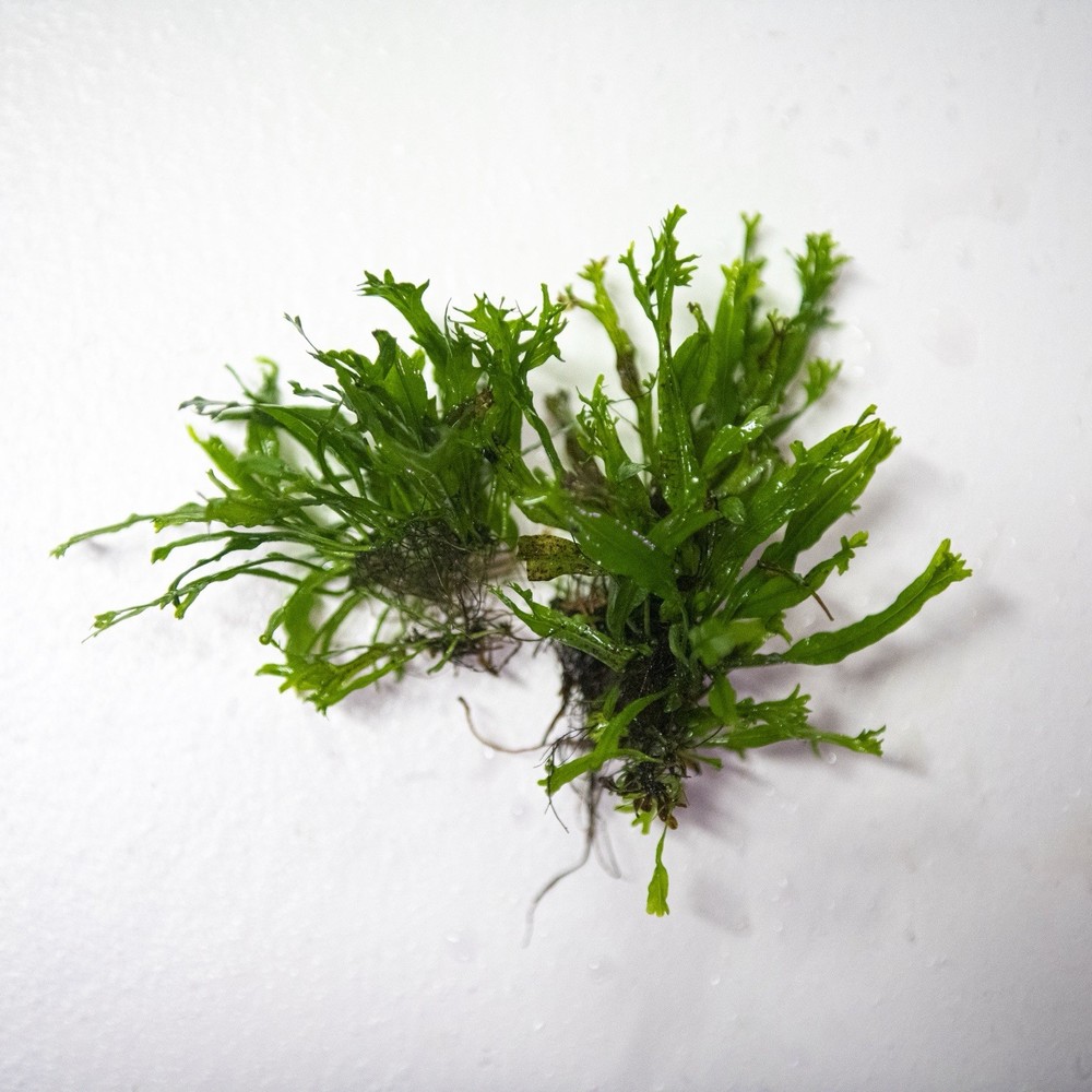 [B3G1FREE] Java Fern ‘Windelov’ (Microsorum pteropus) Whole Aquatic Plant