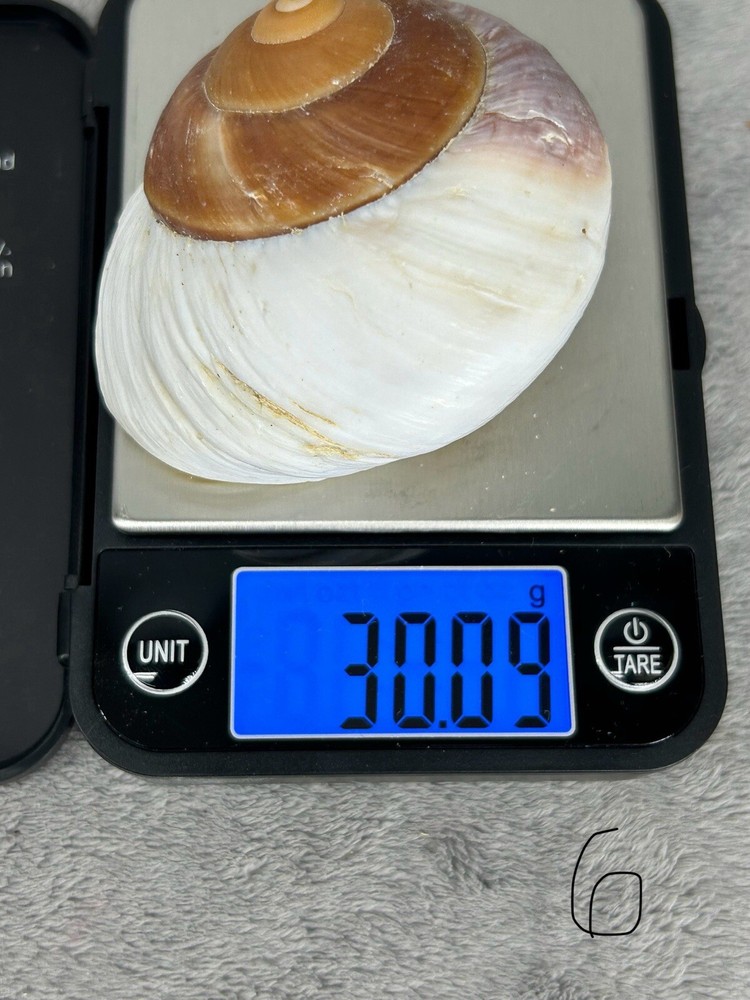 Cepaea Hortensis Shell Brown, Purple And White 2.5" Big