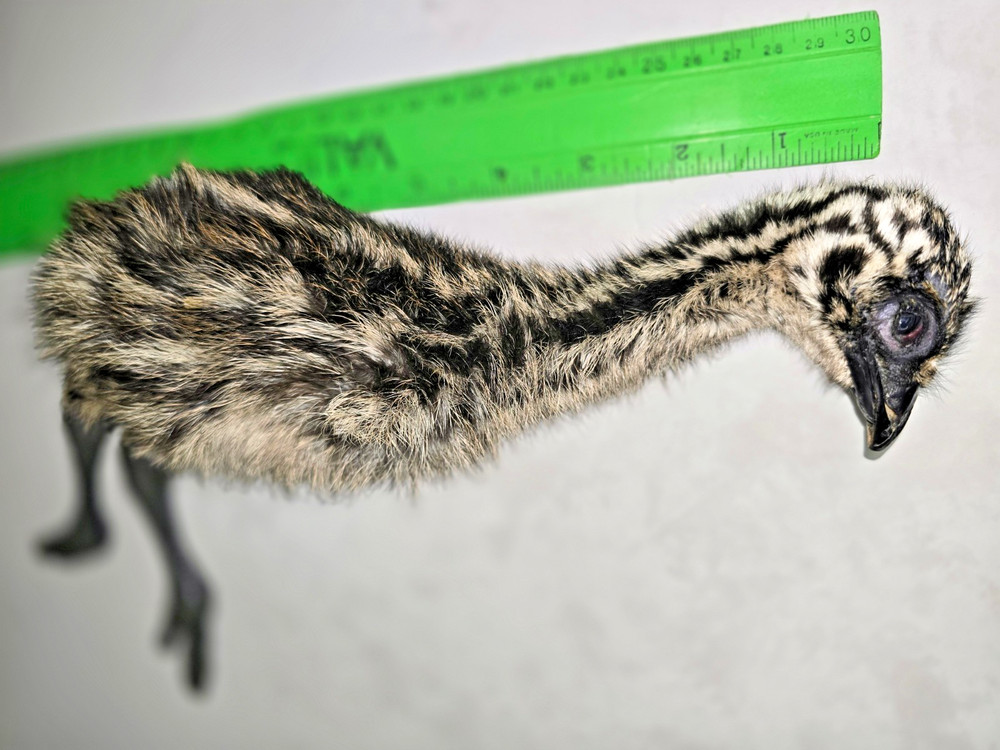 EMU Chick, entire body, fresh
