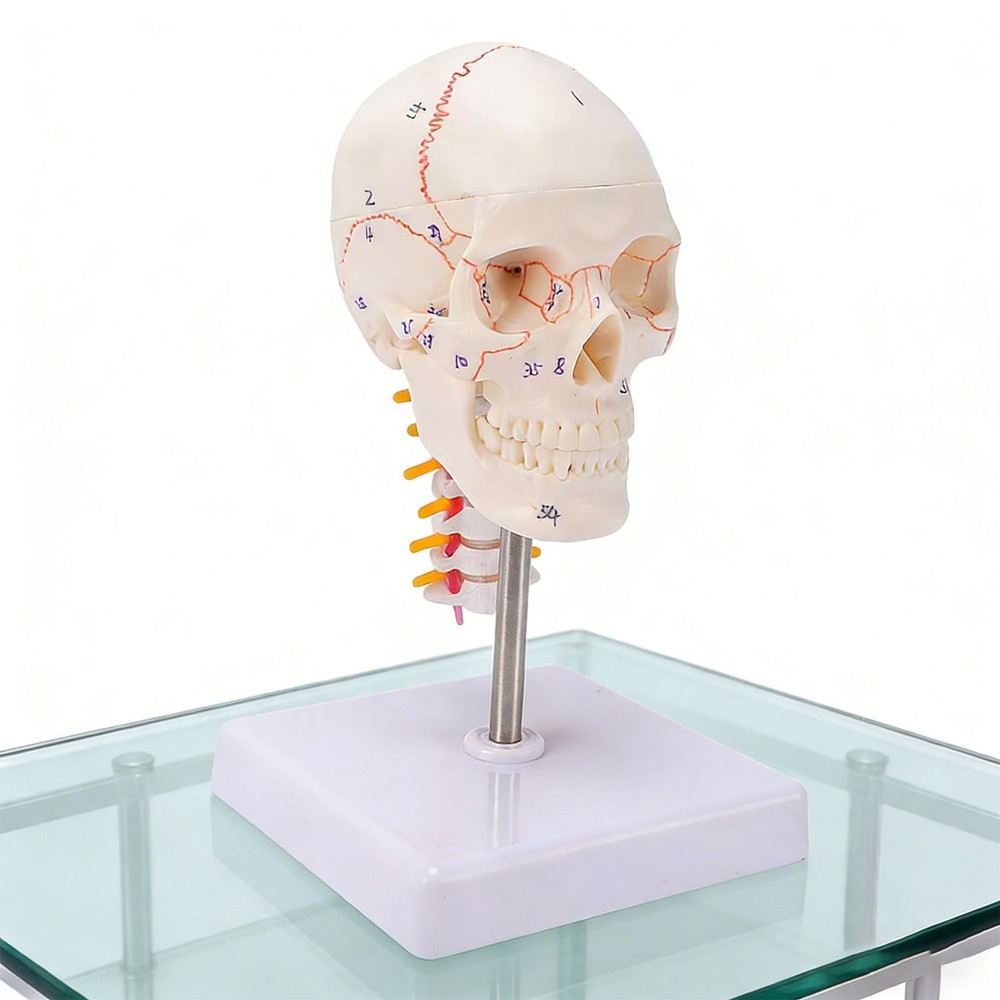 1/2 Skull With Cervical Spine & Brain Teaching Display Model