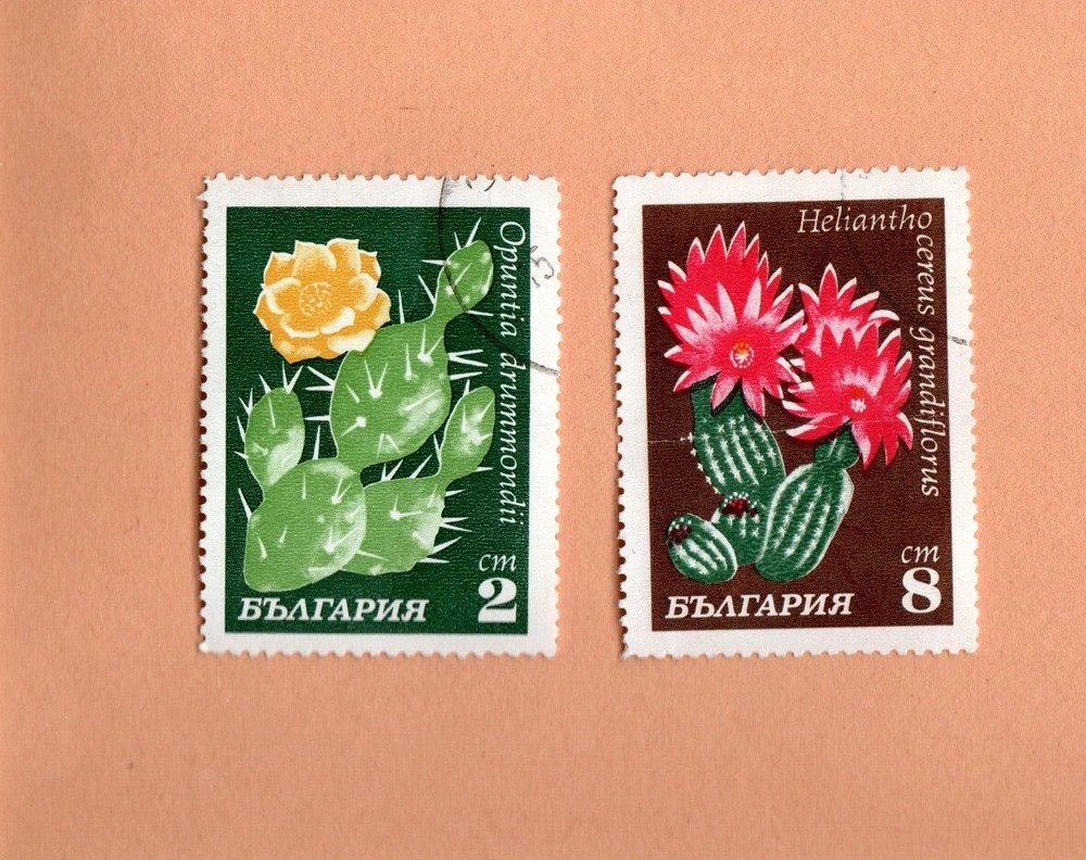 FLOWERING CATCUS 2 COLORFUL STAMPS