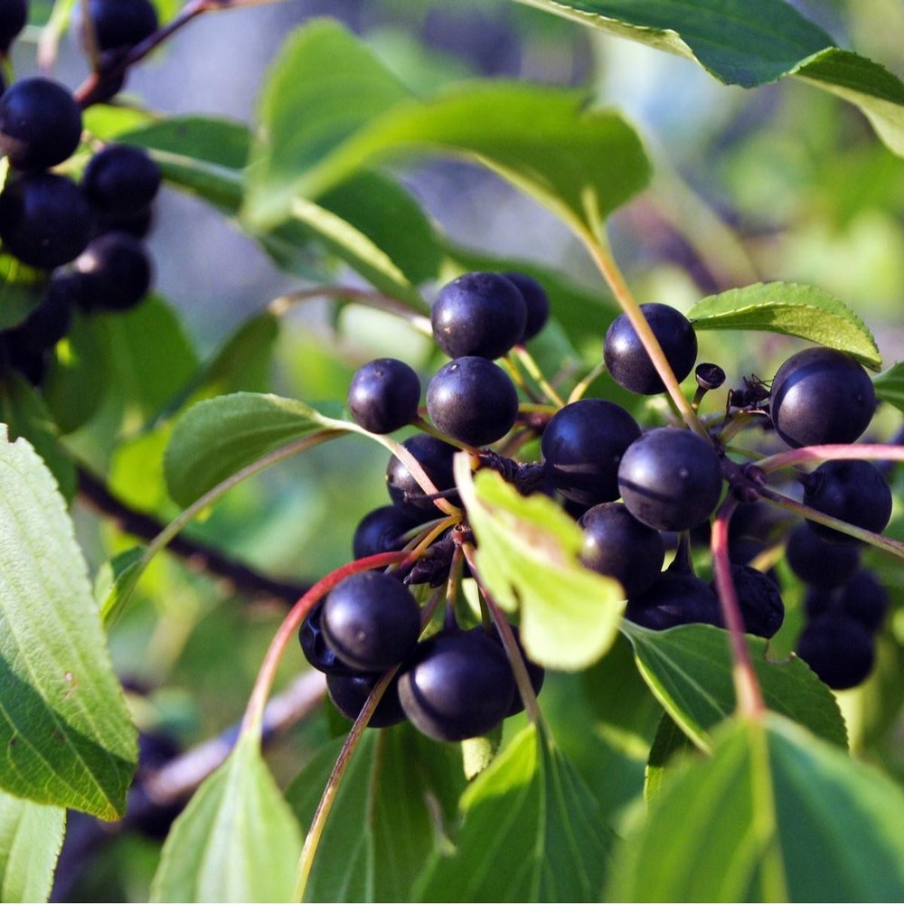 Black Rum Cherry Tree (NO CA) - Bare Root, 2-3 ft | Prunus serotina